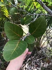 Diversifolia Seagrape (Coccoloba diversifolia)