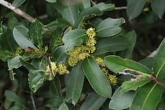 Ashy Holly (Ilex cinerea)