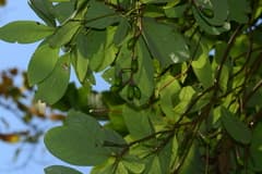 Chilauni (Alseodaphne semecarpifolia)