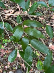Panicledleaf Drypetes (Drypetes lateriflora)