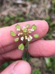 Perfoliate Pennycress (Noccaea perfoliata)