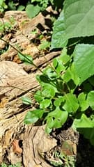 Spreading Springbeauty (Claytonia patens)