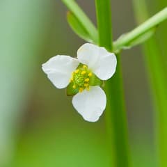 Alisma berteroanum (Alisma berteroanum)