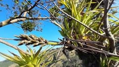 Drooping Star (Guzmania monostachia)