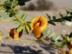 Bolivicactus (Weberbauerella)
