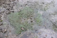 Waterweed (Althenia bilocularis)