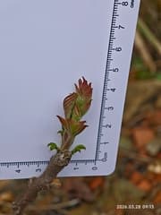 Japanese Poison Ivy (Toxicodendron sylvestre)