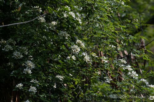 Lady Banks Rose (Rosa banksiae)