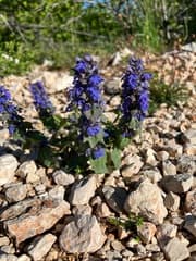 Bugleweed (Ajuga)