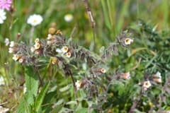 Dyer's Bugloss (Alkanna)
