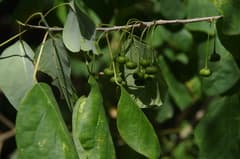 Starleaf (Astrocasia)