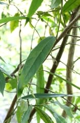Westland's Dutchman's Pipe (Aristolochia westlandii)