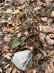 Coltsfoot (Tussilago)