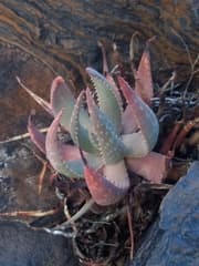 Herero Aloe (Aloe hereroensis)