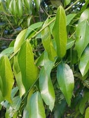 False Aralia (Anisocycla)