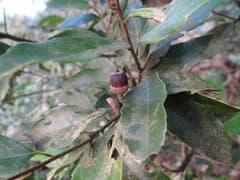 Globose Oak (Quercus globosa)