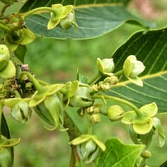 Ylang-ylang (Cananga)