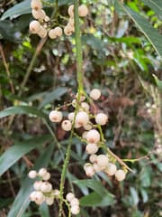 African climbing palm (Calamus tetradactylus)