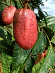 African Pear (Dacryodes edulis)