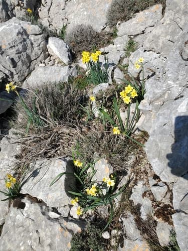 Paperwhite Narcissus (Narcissus tazetta)