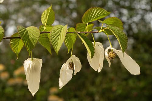 Handkerchief Tree (Davidia involucrata)