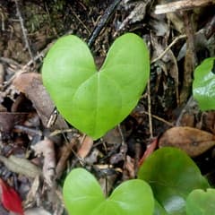 Wild Yam (Dioscorea sylvatica)
