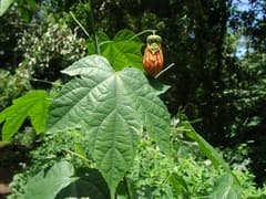 Flowering Maple (Abutilon pictum)
