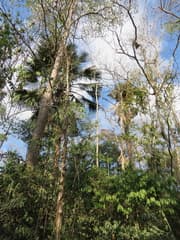 Buri palm (Corypha utan)