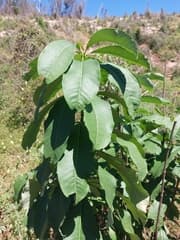 Snake root (Rauvolfia media)