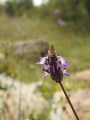 Wild Celery (Anisochilus)