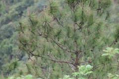 Masson's Pine (Pinus massoniana)