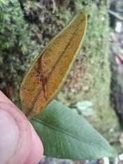 Acrostichum alatum (Acrostichum alatum)