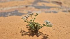 False Aralia (Anisosciadium)
