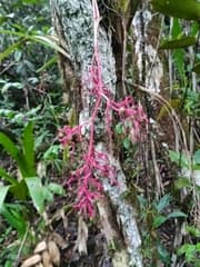 Miniature bamboo palm (Araeococcus micranthus)