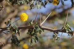 Desert Thorn (Acacia ehrenbergiana)