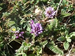 Mediterranean Milk Vetch (Astragalus glaux)