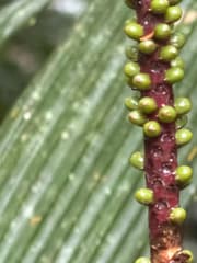 Blue Latan Palm (Calyptrogyne glauca)
