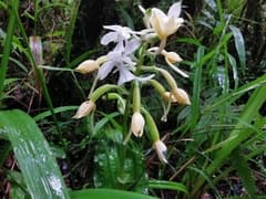 African Calanthe (Calanthe natalensis)