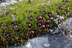Mirror plant (Coprosma)
