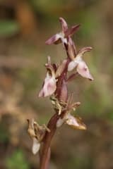Conical Orchid (Orchis collina)