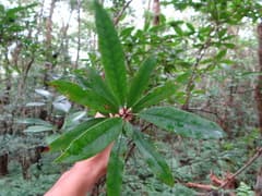 Fragrant Anneslea (Anneslea fragrans)