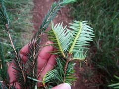 Taiwan Fir (Abies kawakamii)