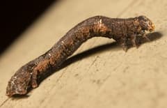 Agarwood (Aquilaria)