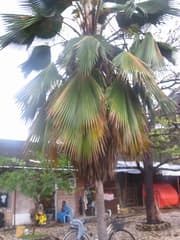 Fiji Fan Palm (Pritchardia pacifica)