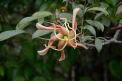 Floss Silk Tree (Chorisia)