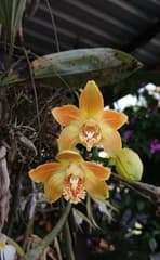 Chysis Orchid (Chysis)