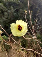 Azanza (Azanza)