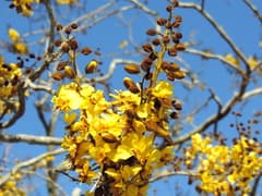Parapiptadenia rigida (Cenostigma)
