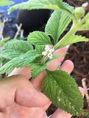 White lippia (Lippia alba)