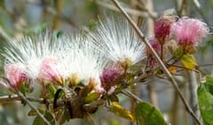 Powderpuff plant (Afrocalliandra)